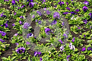 Flower pots with nice soft blue pansies in a greenhouse.