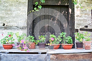 Flower pots in an old backyard, Tryavna