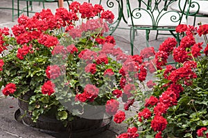 Flower pots with red geraniums photo
