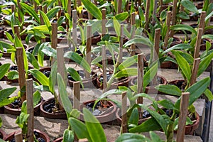 Flower pots with small orchids