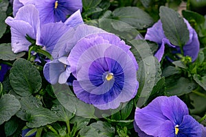 Flower pots with soft nice blue pansies in a greenhouse.