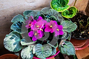 Streptocarpus sect. saintpaulia and cyclamen photo