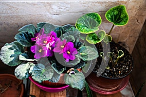 Streptocarpus sect. saintpaulia and cyclamen photo