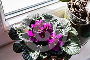 Streptocarpus sect. saintpaulia and orchids at the window photo