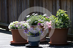 Flower pots on a terrace