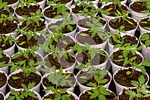 Flower pots with tomato seedlings in a greenhouse