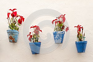 Flower pots photo