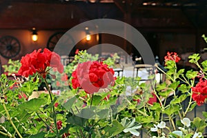 Red geranium flowers in a restaurant in Sighisoara, Romania.