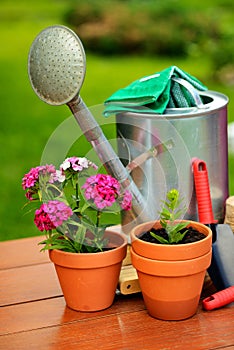 Flower pots and watering pot in green garden