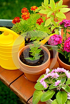 Flower pots and watering pot in green garden