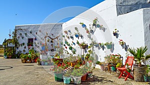 Flower Pots on a white wall in Vejer de La Frontera