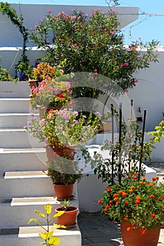 Flower pots on whitewashed steps
