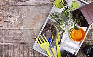 Flower pots and young seedlings, home floriculture or gardening concept. Top view, flat lay, copy space