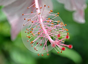 Flower Power Enthralled