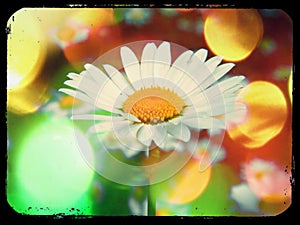 Flower power white disco daisy