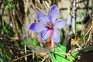 Flower and the precious saffron pistil