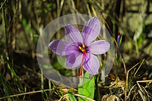 Flower and the precious saffron pistil