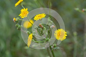 Flower of a prickly sow thistle (Sonchus asper photo