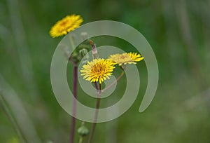 Flower of a prickly sow thistle (Sonchus asper photo