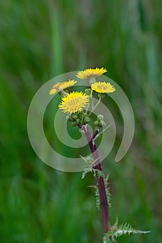 Flower of a prickly sow thistle (Sonchus asper photo