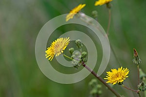 Flower of a prickly sow thistle (Sonchus asper photo