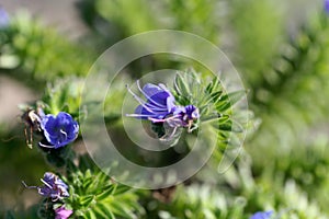 Flower of a pride of Madeira, Echium candicans