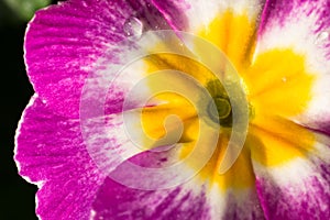 Flower of Primula Primera, close-up photo