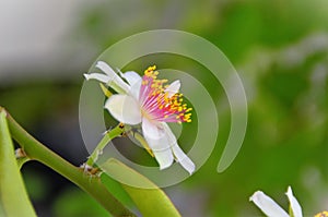 Flower profile of Pereskia aculeata in backyard