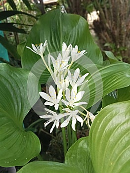 Flower of proiphys amboinensis. Proiphys is a genus of herbacious, perennial, and bulbous plants in the family Amaryllidaceae