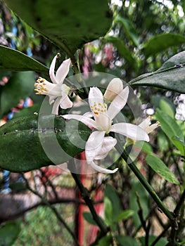 The flower of prospective citrus fruit