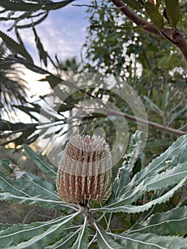 Flower - protea banksia