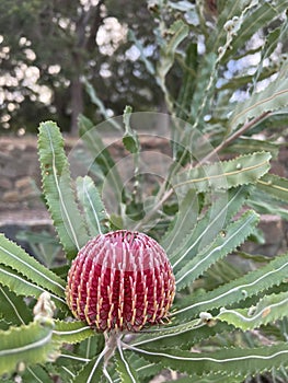 Flower - protea banksia