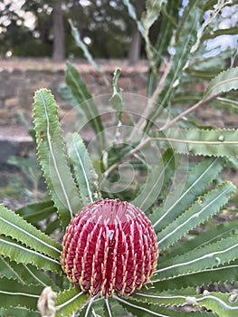 Flower - protea banksia