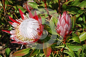 Flower Proteas