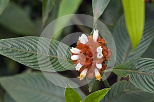 Flower Psychotria ruelliifolia in bloom