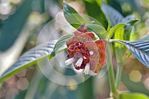 Flower Psychotria ruelliifolia in bloom photo