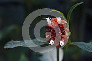 Flower Psychotria ruelliifolia in bloom photo