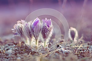 Flower pulsatilla patens blooms