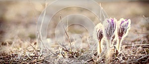 Flower pulsatilla patens blooms