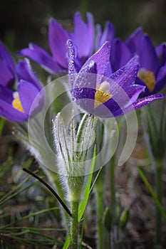 Flower of the pulsatilla patentis