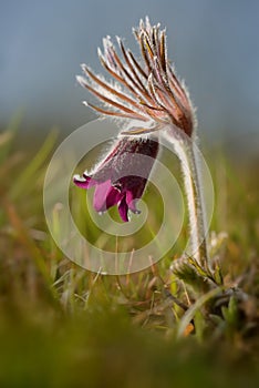 Flower Pulsatilla pratensis