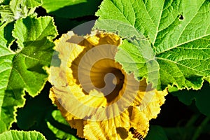 A flower from a pumpkin plant