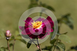 Flower of a purble Rosa violacea