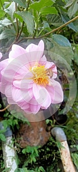 Flower purple aster bee nektar