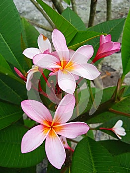 Flower purple blosooms