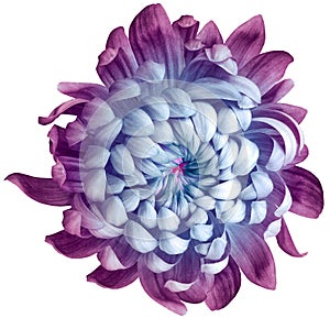 Flower purple-blue  chrysanthemum . Flower isolated on a white background. No shadows with clipping path. Close-up
