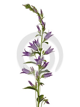 Flower with purple buds in the form of bells isolated on a white background