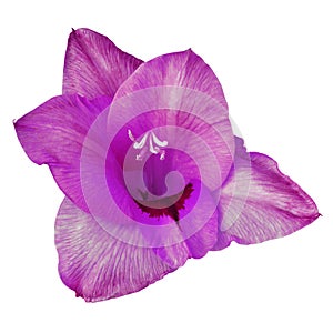 Flower purple carmine gladiolus isolated on white background. Flower bud close up.