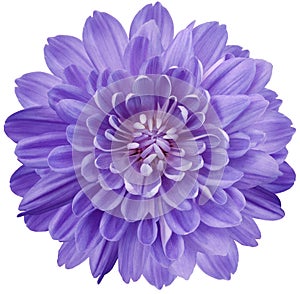 flower purple chrysanthemum . Flower isolated on a white background. No shadows with clipping path. Close-up.