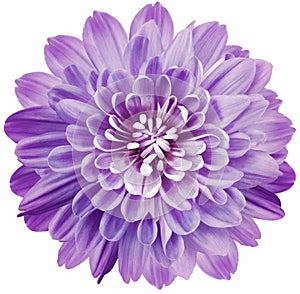 Flower purple chrysanthemum . Flower isolated on a white background. No shadows with clipping path. Close-up.